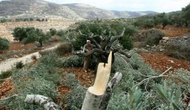 Settlers destroy dozens of trees in southern Nablus