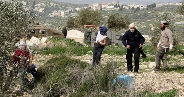 Jewish settlers uproot 60 olives saplings in Salfit