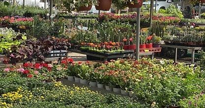 Nurseries are threatened with extinction by Israeli settlements