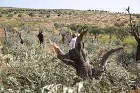 How Zionist colonialism has destroyed the environment in Palestine