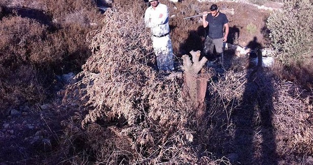 IOF uproots olive trees to build settler road in Nablus