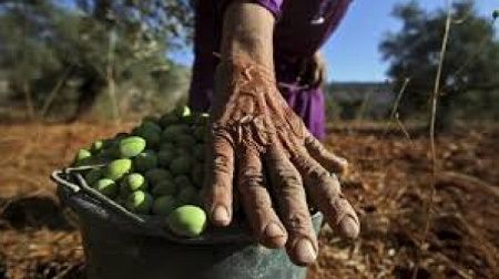 Farmers ordered to stop work on access road to their land