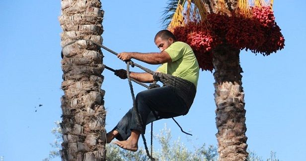 Gaza's red gold: High production and growing challenges