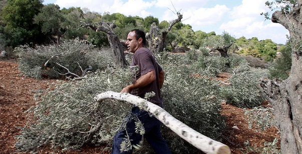 Israel settlers uproot hundreds of trees in Bethlehem