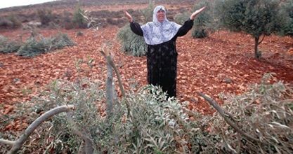 Settlers destroy dozens of olive trees, bulldoze land in Jalud town