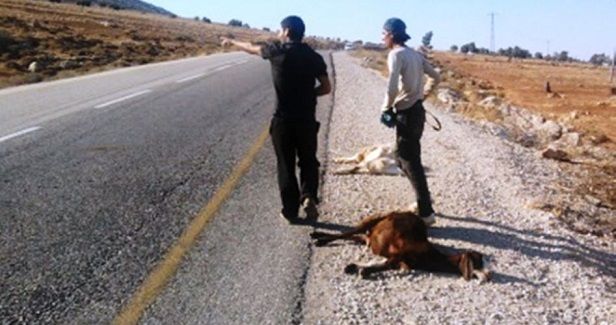 Settlers poison Palestinian-owned sheep east of Nablus