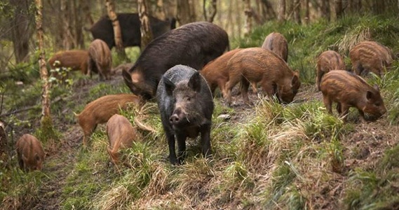 Salfit farmers ask for help to rid their areas of pigs
