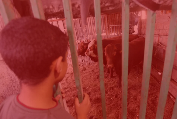 Israel may stop exports and imports of Israeli calves