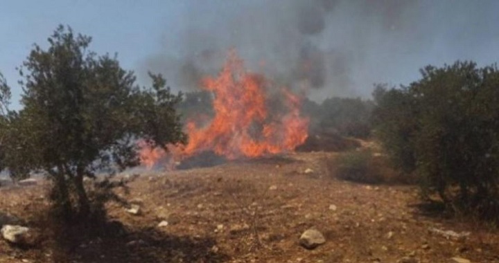 Jewish settlers burn 100 dunums of cultivated land in W. Bank