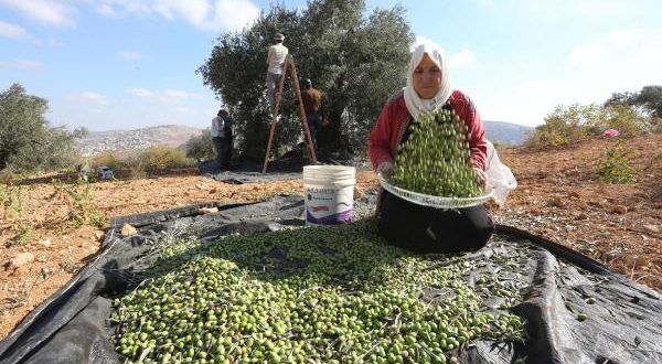 Report: Heavy confrontations between farmers and settlers in the olive harvest season