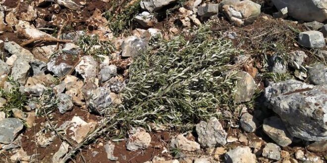 Settlers uproot olive saplings for Palestinian farmers east of Nablus