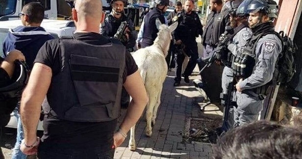 IOA pillages stores, seizes donkey and cars in Silwan