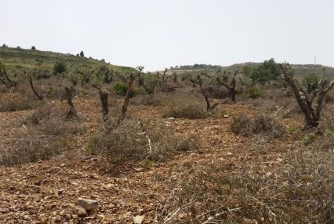 Jewish Settlers Uproot Olive Trees, Attack School near Nablus