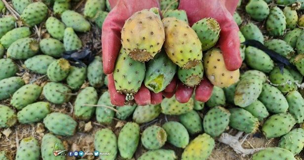 Prickly Pear: Gazans' favorite fruit faces extinction