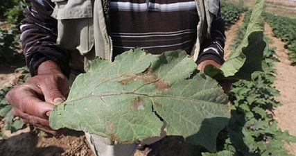 Israeli aircrafts spray Gaza farmlands with toxic chemicals