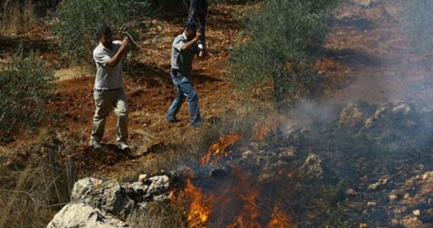Settler torches olive grove south of Nablus
