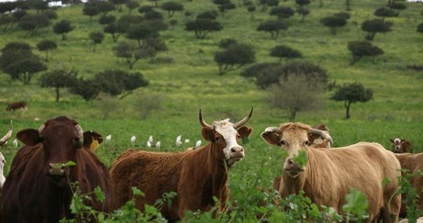 Settlers� cows wreak havoc on agricultural lands in Jordan Valley