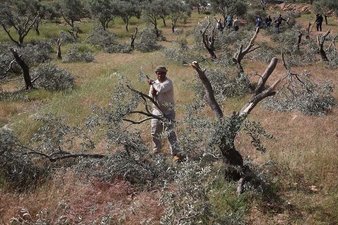 Israel settlers uproot olive trees in Nablus