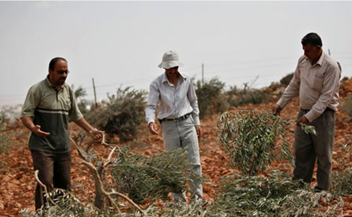 Jewish settlers uproot 70 olives trees in al-Khalil
