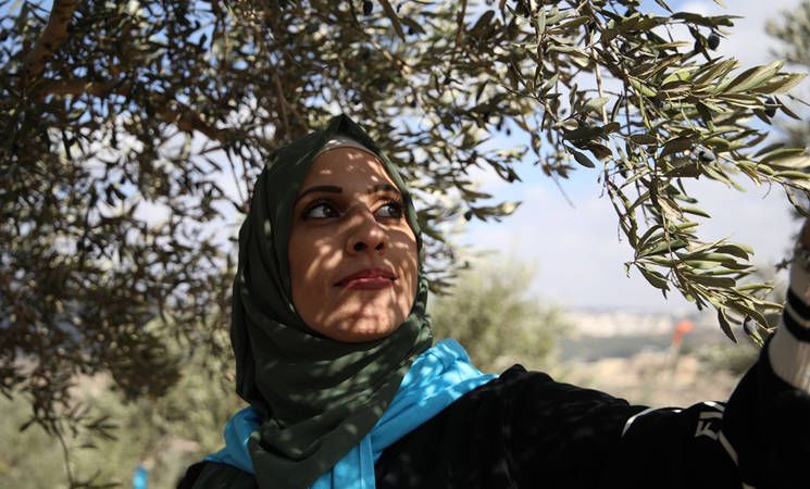 UNRWA supports Palestine refugee farmers in the West Bank during olive harvest season