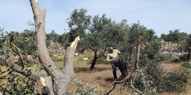 Settlers uproot 100 olive trees in West Bank village