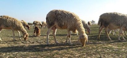 Settler runs over sheep south of al-Khalil