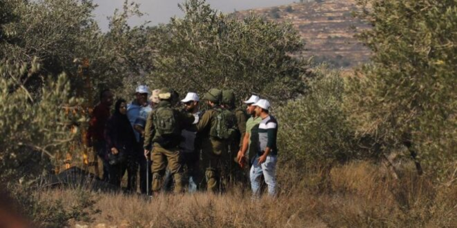 Settlers attack Palestinians while harvesting olives