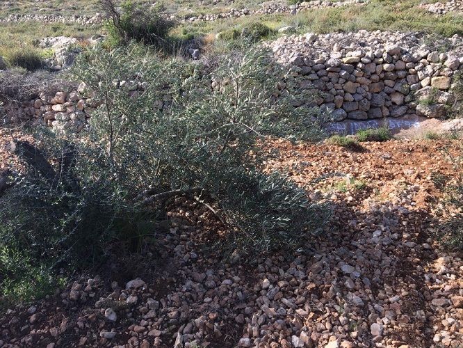 Israeli settlers cut down dozens of olive trees in Nablus