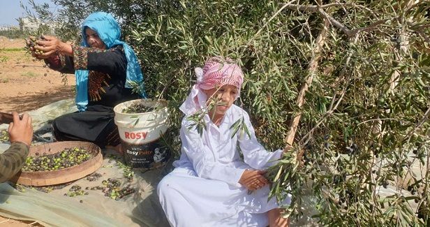 The traditional olive harvest season