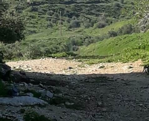 Israeli settlers raze Palestinian lands in Burin