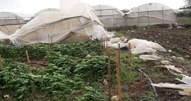 Palestinian crops damaged by temperature drop
