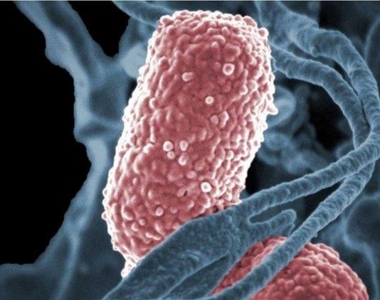 Palestinian genetics doctor wins medical research award in Switzerland