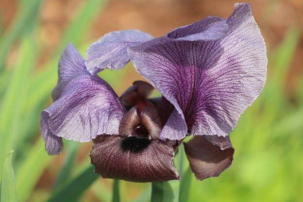 Faqqua Iris: Palestine's national flower