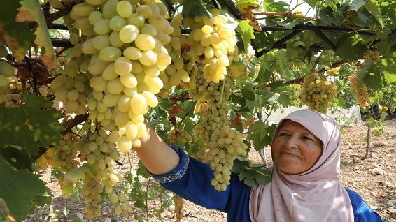 Israel undercuts Palestinian agriculture with cheap produce
