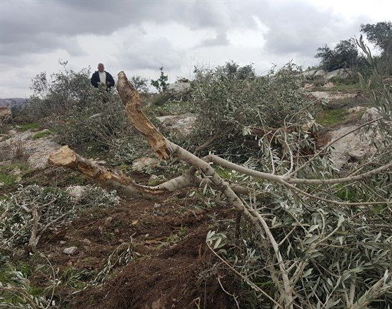 Israeli authorities uproot 150 olive trees in Salfit for 'damaging view of nature reserve'
