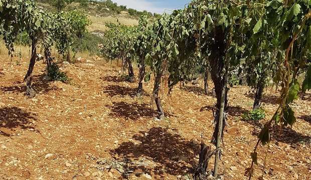 Israeli army threatens to raze vineyards in western Bethlehem