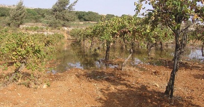 Jewish settlers flood olive groves in Nablus with sewer water