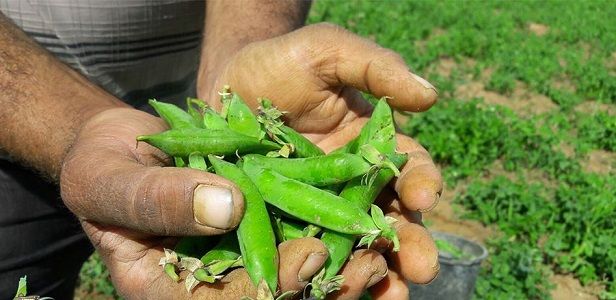 Traditional harvesting of pea pods in Gaza fields