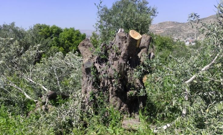 Settlers destroy olive trees, structures in Bethlehem