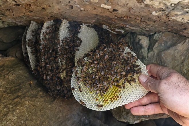 Gaza beekeepers who survived blockade struggle with unstable climate