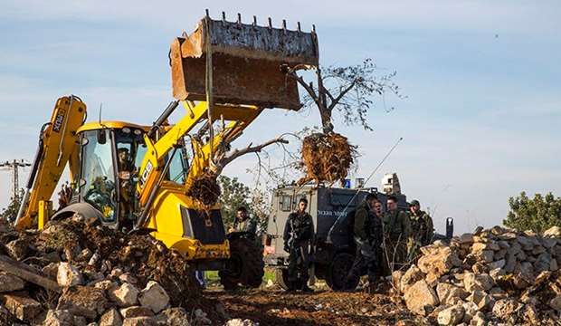 IOF uproots 300 olive trees, raze wells in Tubas