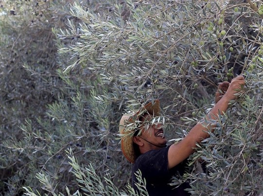 Israeli forces ban Palestinian farmers entry to lands in Qalqiliya