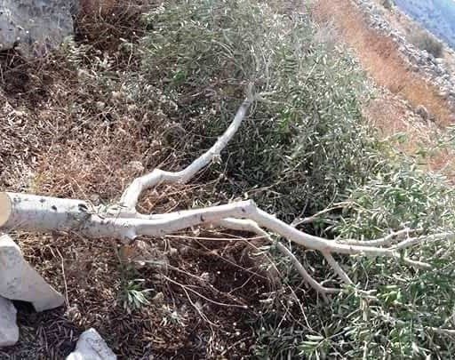 Israeli settlers chop down 150 olive trees near Ramallah