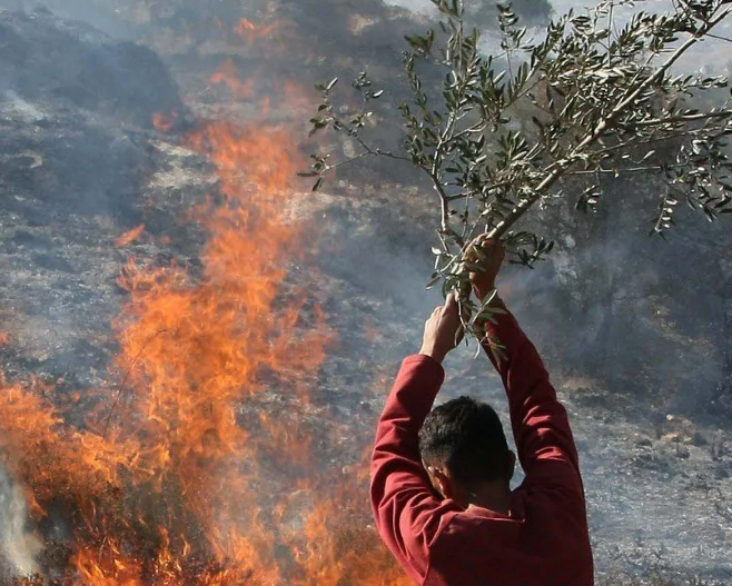 Occupied West Bank witnesses painful wave of Israel's settler attacks