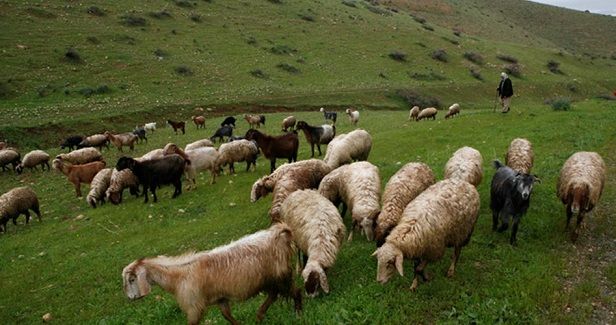 Israeli soldier assaults Palestinian shepherd in Jordan Valley