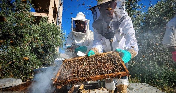 Gaza beekeepers struggle with Israeli pesticides, unstable climate
