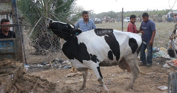 The Qurban season in Gaza: Supply without demand
