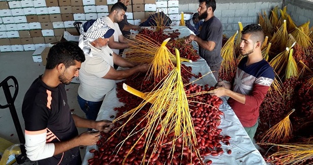 The red gold of Gazas palm trees