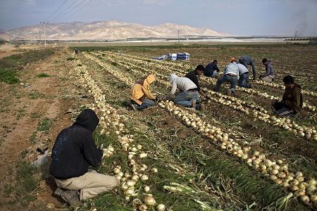 Jewish settlers attack Bedouins in Jordan Valley