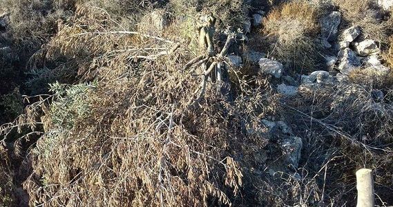 Israeli settlers uproot 300 olive trees near Ramallah